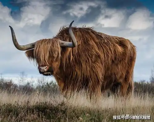  世间的事物有对称的,也有不对称的,可为何生物似乎都是对称的