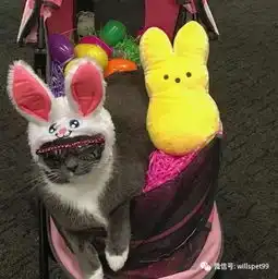  它是戴着墨镜走四方的冒险猫,也是到处温暖人心的暖妹纸