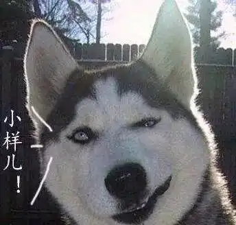 傻狗有傻福混入狼群的那只哈士奇,娶了头母狼还当了爹