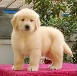  纯种小金毛犬图片