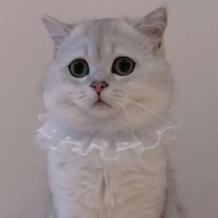  小猫情侣头像,小猫情侣头像超萌高清一对