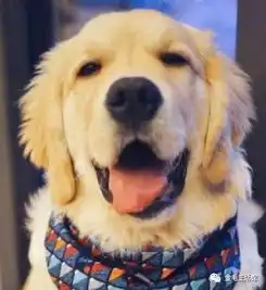  金毛卖力帮主人摇摇椅还吃不到冰棍金毛好生气啊可还是要保持微笑