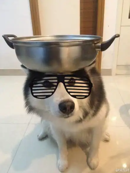  求一些哈士奇的头像,要戴眼镜的