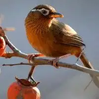  画眉鸟头像图片大全微信头像图片大全