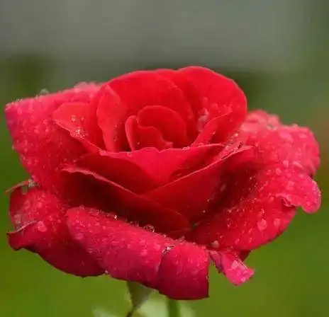  选择哪张图做头像,就代表什么性格类型,不信对照看看