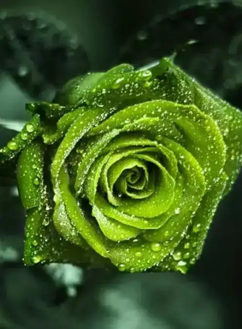  5.20情人节到了最美的祝福送给天下有情人