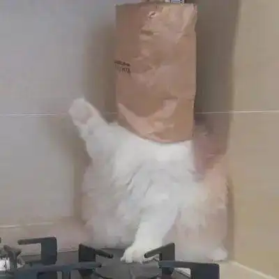  合师新表情,登场