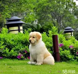  帅气金毛狗宝宝,喜欢金毛的同志不容错过哦