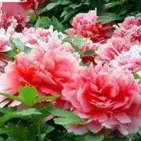  秋天的第一杯感冒灵,晓晓送你