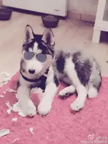  求一些哈士奇的头像,要戴眼镜的