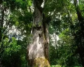  seeyue奢悦意式极简轻奢风受到85后青睐