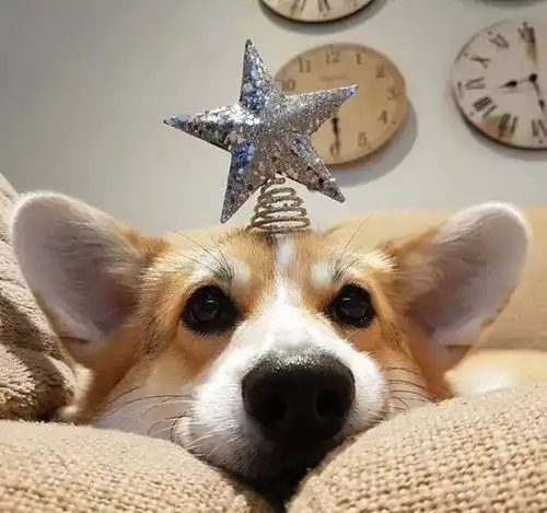  饲养柯基的6个误区,我敢说,一半的铲屎官都不知道