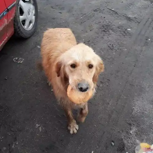  金毛被主人抛弃,他不顾9000多公里的路程,决定马上出发去救狗