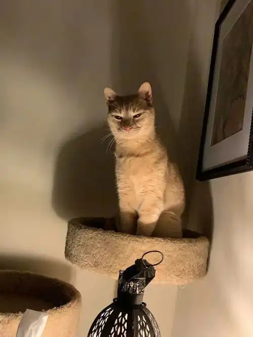  一组让你心情大好的猫咪图片有猫的生活真是太欢乐了