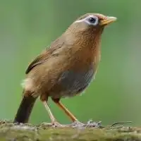  画眉鸟头像图片大全微信头像图片大全