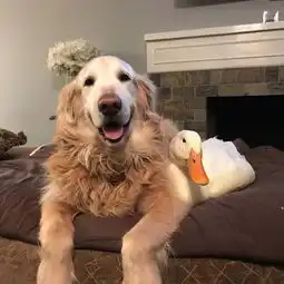  头像众口难调怎么开心怎么活