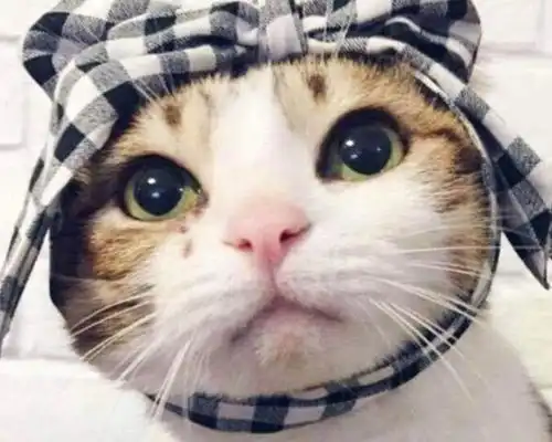  心理测试你愿意带哪只猫咪回家,测出你一生会有几个男人