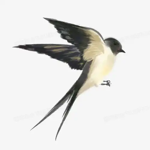  卡通简约动物燕子元素春分png图片素材免费下载元素png30003000像素熊猫办公