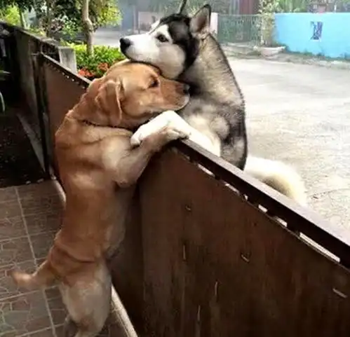  女子给狗狗喂食,发现门口有两只狗狗的身影,看清后酸了