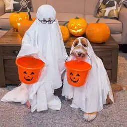  收养一个小孩和一条狗,天天给他们穿情侣装