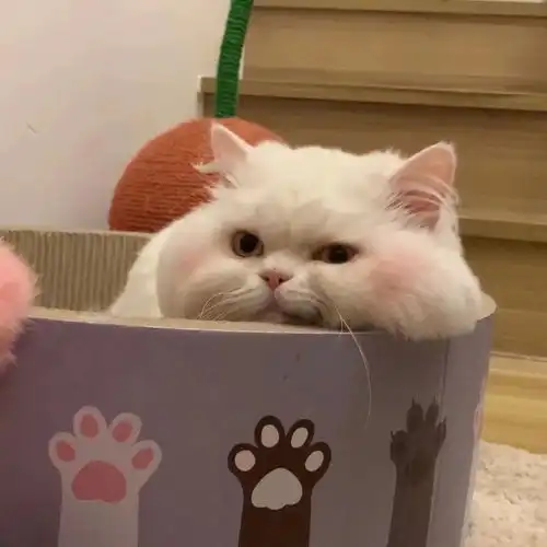  超可爱的小动物头像