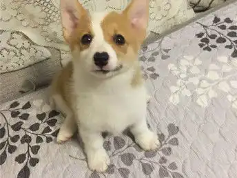  图哪里有柯基卖柯基多少钱柯基的图片北京宠物狗