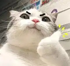  哈士奇和猫咪,这画风像极了爱情,这门亲事我答应了