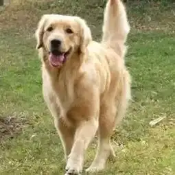  暖心澳洲一金毛每天都等在门口收报纸