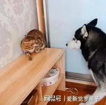 哈士奇找猫咪吵架,网友看后捏了一把汗,这二哈活腻了吗