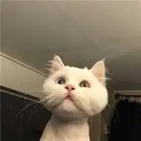  动物情侣头像猫狗搞怪2019微信头像图片大全