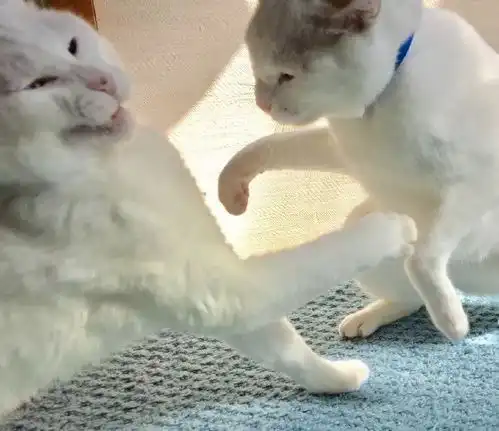  我把我家猫玩坏了大咪吐槽