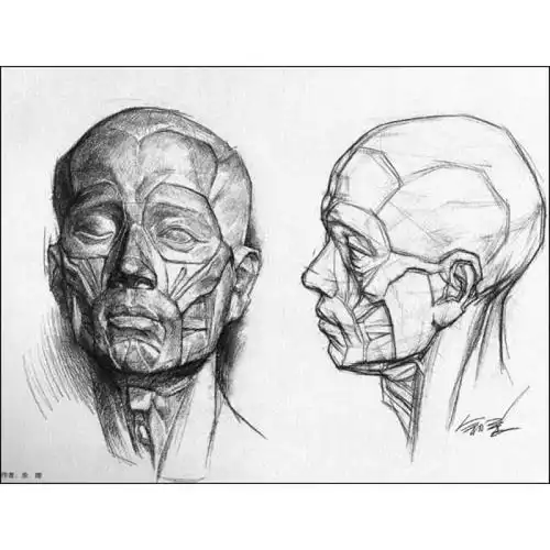  多角度头骨素描头像
