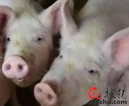  四川达州成立生猪产业协会带二师兄上山进林