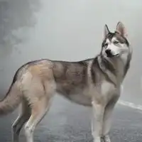  搞怪可爱又萌的二哈哈士奇头像图片