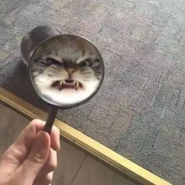 吸猫可以有多上头爆红猫咪插画师被疯狂催更