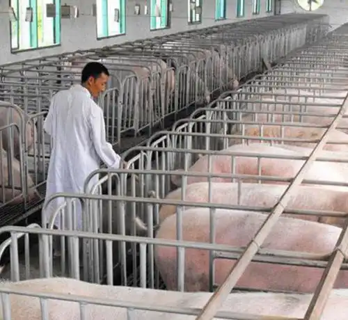  中秋节临近,生猪价格逢节必涨神话将会失灵,后附今日价格表