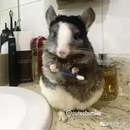  如何训练龙猫使用厕所