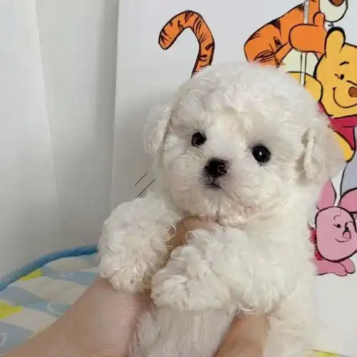  棉花糖一样的小白狗头像