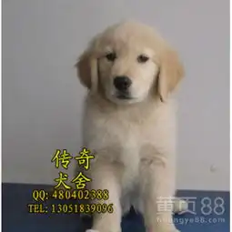  美系金毛英系金毛出售多只可挑选-黄页88网