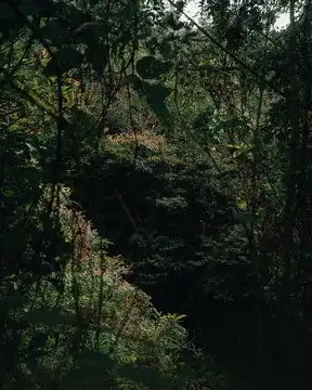  森林图片图源免费点击来源直接获取大图文件森林中的早晨摄影竖幅森林高清大图