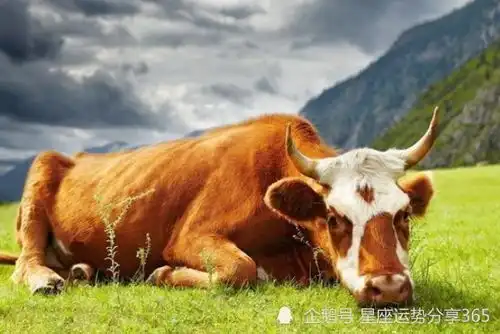 属牛人2022年忌讳什么属性生肖牛2022年忌讳什么颜色