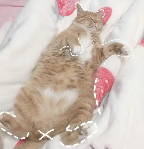 为啥知乎有那么多人都喜欢用猫咪的头像