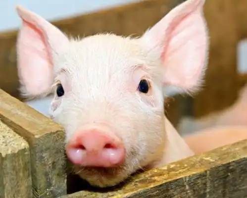  生猪期货将正式挂牌交易会是什么时间,生猪期货指什么生猪期货该怎么炒,涨的空间大不大呢