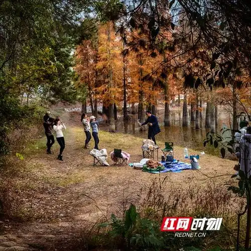  组图邵阳县长阳铺红杉林正当红