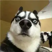 求一个表情图一只猥琐哈士奇狗狗的头像一脸震惊