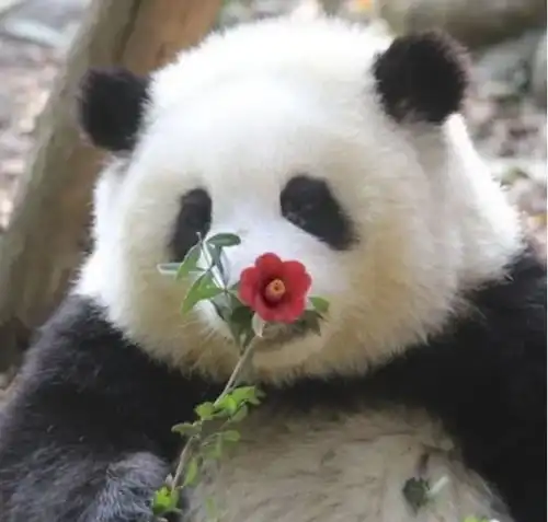  太可爱了网红大熊猫花花为什么这么火
