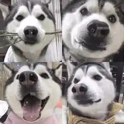  求这张哈士奇头像原图