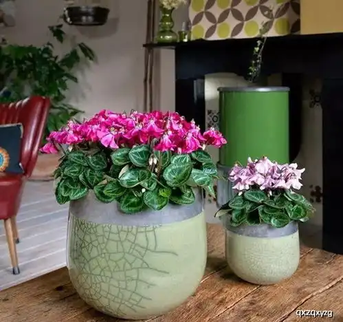  盆花女王如何养有这一篇就够了