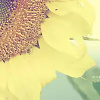  漂亮好看清新的唯美意境花朵头像图片,我自己拍的