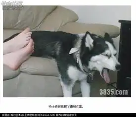 闻主人臭脚狗狗转头作呕网友笑弯腰纷纷转发